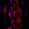 Hepatitis B surface antigen antibody, orb10774, Biorbyt, Immunofluorescence image 