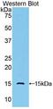 Golgi Glycoprotein 1 antibody, MBS2004779, MyBioSource, Western Blot image 