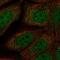 Necdin, MAGE Family Member antibody, HPA074457, Atlas Antibodies, Immunofluorescence image 