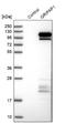 GRIP1 Associated Protein 1 antibody, NBP1-85103, Novus Biologicals, Western Blot image 