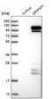 GRIP1-associated protein 1 antibody, NBP1-85103, Novus Biologicals, Western Blot image 