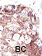 Ubiquilin 1 antibody, 61-133, ProSci, Immunohistochemistry paraffin image 