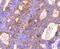 BCL2 Like 1 antibody, NBP2-67363, Novus Biologicals, Immunohistochemistry paraffin image 