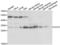 Chloride Intracellular Channel 4 antibody, LS-C346224, Lifespan Biosciences, Western Blot image 