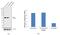 Nanog Homeobox antibody, MA5-15469, Invitrogen Antibodies, Western Blot image 