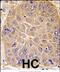 Aldehyde Dehydrogenase 5 Family Member A1 antibody, PA5-71909, Invitrogen Antibodies, Immunohistochemistry paraffin image 