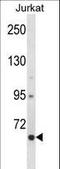 CREB Regulated Transcription Coactivator 2 antibody, LS-C167060, Lifespan Biosciences, Western Blot image 
