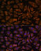 RAB Interacting Factor antibody, 15-871, ProSci, Immunofluorescence image 