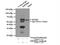 Inosine Monophosphate Dehydrogenase 1 antibody, 22092-1-AP, Proteintech Group, Immunoprecipitation image 