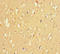 Lysine Demethylase 4A antibody, LS-C678419, Lifespan Biosciences, Immunohistochemistry paraffin image 