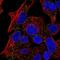 Transmembrane Protein 135 antibody, NBP2-55549, Novus Biologicals, Immunocytochemistry image 