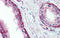 Ubiquitin Conjugating Enzyme E2 L3 antibody, orb330276, Biorbyt, Immunohistochemistry paraffin image 