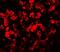 Transmembrane Protein 135 antibody, A14036, Boster Biological Technology, Immunofluorescence image 