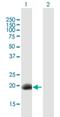 Developmental Pluripotency Associated 3 antibody, H00359787-B01P-50ug, Novus Biologicals, Western Blot image 