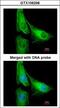 ArfGAP With GTPase Domain, Ankyrin Repeat And PH Domain 1 antibody, LS-C185784, Lifespan Biosciences, Immunocytochemistry image 