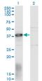 ELL Associated Factor 1 antibody, MA5-24498, Invitrogen Antibodies, Western Blot image 