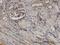 Collagen Triple Helix Repeat Containing 1 antibody, H00115908-M05, Novus Biologicals, Immunohistochemistry paraffin image 