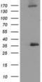Nudix Hydrolase 6 antibody, NBP2-03554, Novus Biologicals, Western Blot image 