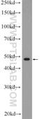 Receptor Associated Protein Of The Synapse antibody, 20453-1-AP, Proteintech Group, Western Blot image 