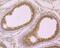 SRSF1 antibody, NBP2-75663, Novus Biologicals, Immunohistochemistry paraffin image 