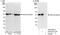 Tubulin Gamma 1 antibody, A302-631A, Bethyl Labs, Western Blot image 