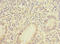 IQ Motif Containing C antibody, LS-C395377, Lifespan Biosciences, Immunohistochemistry paraffin image 