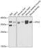 Autophagy Related 3 antibody, GTX30073, GeneTex, Western Blot image 