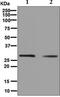 H1 Histone Family Member 0 antibody, ab125027, Abcam, Western Blot image 