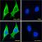 GPP34 antibody, 43-431, ProSci, Western Blot image 