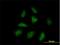 Apoptosis Enhancing Nuclease antibody, H00064782-B01P, Novus Biologicals, Immunofluorescence image 