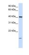 Transmembrane Protein 79 antibody, orb325544, Biorbyt, Western Blot image 