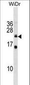 Iron-sulfur cluster assembly enzyme ISCU, mitochondrial antibody, LS-C157839, Lifespan Biosciences, Western Blot image 