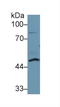 Dolichyl-Diphosphooligosaccharide--Protein Glycosyltransferase Non-Catalytic Subunit antibody, LS-C299159, Lifespan Biosciences, Western Blot image 