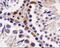 Serine/Threonine Kinase 33 antibody, NBP1-54156, Novus Biologicals, Immunohistochemistry frozen image 