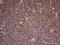 Leucine Rich Repeat Transmembrane Neuronal 1 antibody, LS-C790615, Lifespan Biosciences, Immunohistochemistry paraffin image 