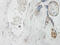 Interleukin 15 antibody, XP-5169, ProSci, Immunohistochemistry frozen image 