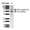 Microtubule Associated Protein Tau antibody, 57010, QED Bioscience, Western Blot image 