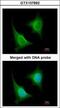 TGF-Beta Activated Kinase 1 (MAP3K7) Binding Protein 1 antibody, GTX107892, GeneTex, Immunofluorescence image 