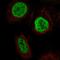 YTH Domain Containing 2 antibody, HPA072678, Atlas Antibodies, Immunocytochemistry image 