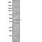 Translocation Associated Membrane Protein 2 antibody, PA5-67941, Invitrogen Antibodies, Western Blot image 