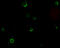 ADAM Metallopeptidase Domain 17 antibody, 1131, QED Bioscience, Immunofluorescence image 