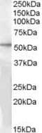 G Protein-Coupled Receptor 142 antibody, PA5-18926, Invitrogen Antibodies, Western Blot image 