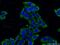 G3BP Stress Granule Assembly Factor 1 antibody, 13057-2-AP, Proteintech Group, Immunofluorescence image 