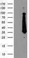 Protein-lysine methyltransferase METTL21A antibody, CF503704, Origene, Western Blot image 