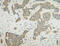 Fibroblast Growth Factor 10 antibody, XP-5131, ProSci, Western Blot image 