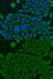 BCS1 Homolog, Ubiquinol-Cytochrome C Reductase Complex Chaperone antibody, GTX32469, GeneTex, Immunofluorescence image 