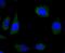 Wnt Family Member 5A antibody, A00549, Boster Biological Technology, Immunocytochemistry image 
