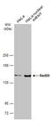 RAD50 Double Strand Break Repair Protein antibody, 56213, QED Bioscience, Western Blot image 