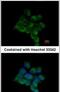 ILK Associated Serine/Threonine Phosphatase antibody, PA5-30737, Invitrogen Antibodies, Immunofluorescence image 