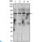 Component Of Inhibitor Of Nuclear Factor Kappa B Kinase Complex antibody, LS-C814022, Lifespan Biosciences, Western Blot image 